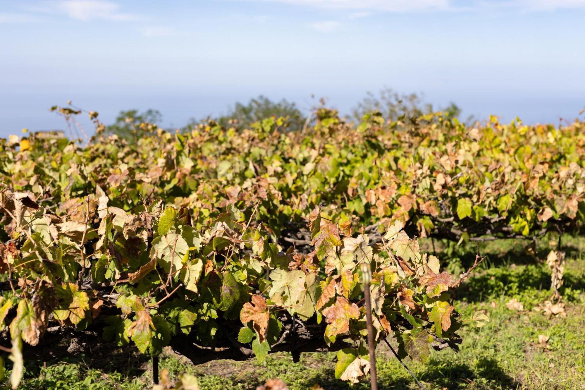 Ek Teide Finca El Milagro La Orotava Extérieur photo